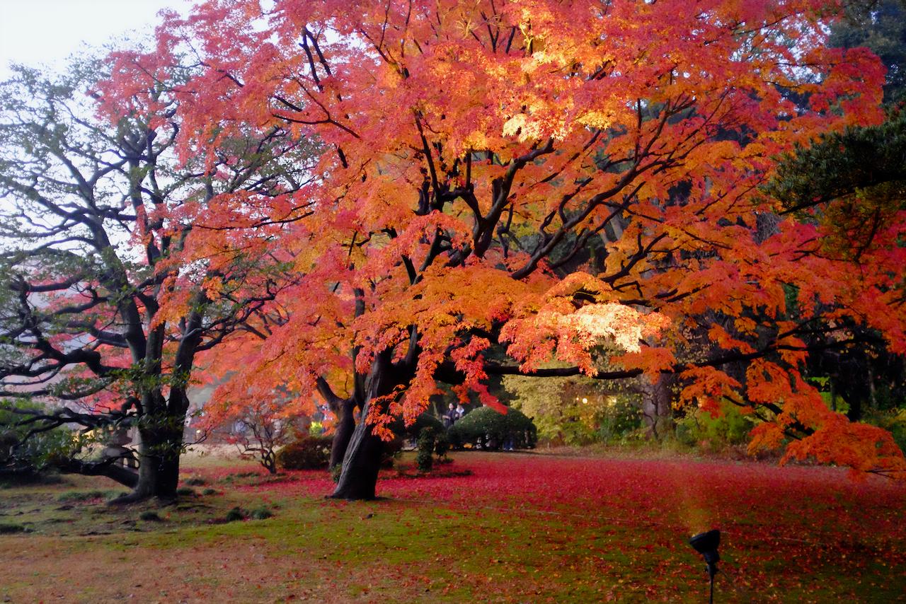 ⁨Rikugien⁩, ⁨Japan⁩