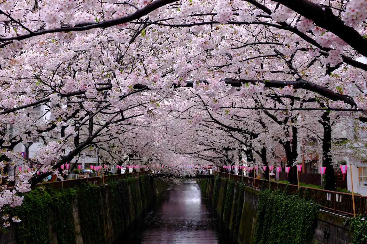 ⁨Meguro⁩, ⁨Japan⁩